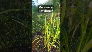 Посадил Мискантус в Краснодарском крае #мискантус #злаки #кубань