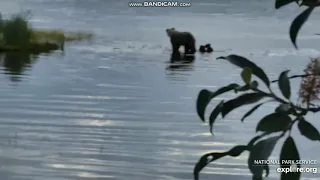 Sub adult bear 610 - Unknown sow (719?) w 2 coys LR Brooks falls Katmai 2019 07 11