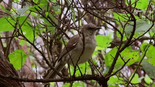 México Insular | Isla Socorro