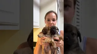 Tiny Puppies Are So Excited To See Mom Again l The Dodo #animals #thedodo #puppy