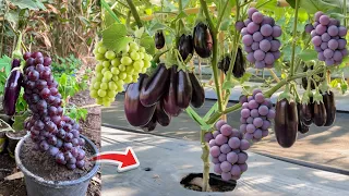 Breeding eggplant with grapes fruit yields 100% fast fruit | Grafting Eggplant With Grapes