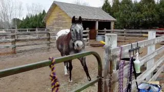 Prince - Living with Equine Cushing's Disease