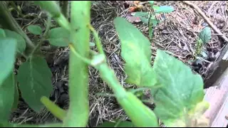 Насекомое богомол на грядке. Insect praying mantis in the garden.