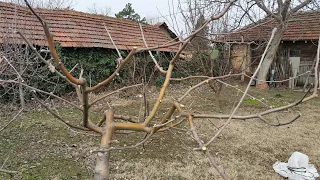 Резитба Ябълка умерено растяща Овощарство Apple pruning