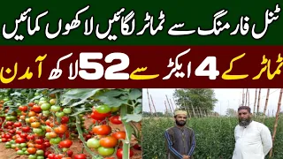 How to grow tomato plants|Tamater ke kheti |vegetable farming in Pakistan 2023