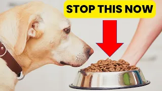 Why You Should Stop Feeding Your Dog From a Bowl