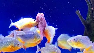 PIRANHA TANK FEEDING!  Piranha Fish ATTACKING and FEEDING on MEAT - GONE IN SECONDS!