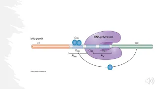 Lambda Bacteriophage- Lytic vs Lysogenic Decision... Explained!