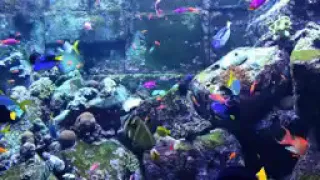 CORAL REEF AQUARIUM COLLECTION • 12 HOURS • BEST RELAX MUSIC • SLEEP MUSIC • 1080p HD