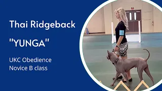 Thai Ridgeback Dog Yunga | UKC Obedience | Novice B Class