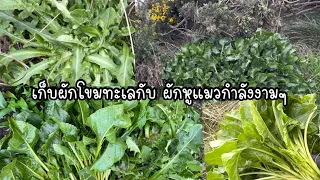 เก็บผักริมทะเล#ผักโขมทะเล(Sea Spinach)#ผักหูแมว(cat Ears)