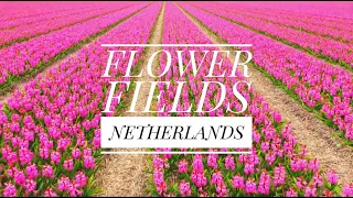 COLORFUL FLOWER FIELDS - NETHERLANDS 🇳🇱 - March 2024