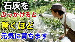 【目からウロコ】ほとんど知らない余った石灰の賢い使い方　　　　【カーメン君】【園芸】【ガーデニング】【初心者】