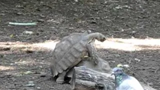 Turtles having sex!