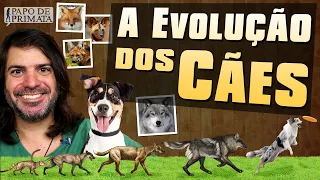 A evolução dos cães