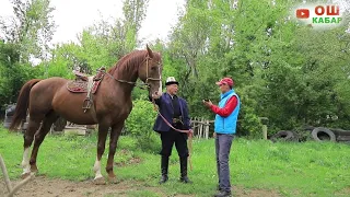 МаШ АллаХ Легендарлуу Абдилазиз Балбан минген Аты Искандер👍