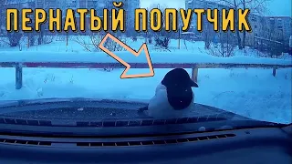 Курьезные ситуации на дорогах, авто приколы 2020 | Curious situations on the roads