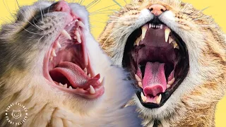 FUNNIEST CAT VIDEOS 😹 FUNNY CATS COMPILATION #62 #cat #funnycats #catcompilation #funnyanimals