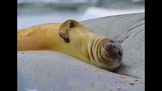 Antarctica Lazy Scratching Elephant Seal