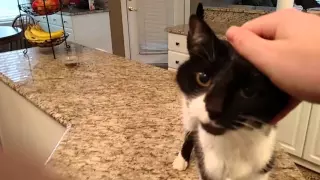 Cat has a crazy deep meow