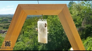 ARNIA CATTEDRALE: inserimento con pacco d'ape