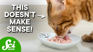 Cats Shouldn't Love Tuna (But They Do)