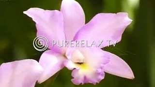 Background Music - Quiet, Positive, Harmony, Music for Learning, Nature - ORCHIDEEN