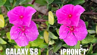 Samsung Galaxy S8 Plus vs iPhone 7 Plus - Camera Test (4K)
