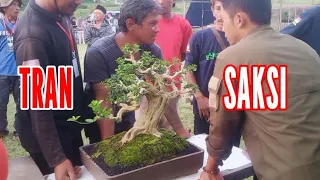 BEGINI PROSES TRANSAKSI CARA IKUT KONTES BONSAI.