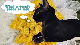 The Cat Craft Struggle Is Real - Making a Daisy Wreath