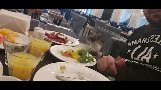 Cat 🐈 Joins me at Granada Luxury Belek Hotel 🏨 Turkey Antalya 🇹🇷