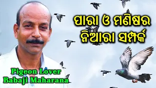 Pigeon Lover of  Cuttack || ପାରା ଓ ମଣିଷ ର ନିଆରା ସମ୍ପର୍କ || Babaji Maharana || XCHM Digital ||