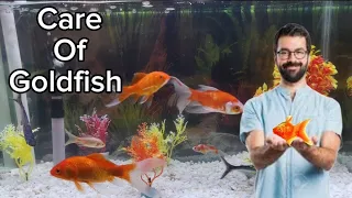 How to keep goldfish alive for 15 years | Tips for beginners | goldfish #shorts #viral #goldfish