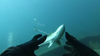 Spearfishing in Mediterranean sea. Amberjack. Israel