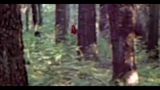 The Spartansburg Bigfoot Video