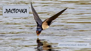 ЛАСТОЧКА🐦/Животные life/Птицы/Животные/Интересные факты