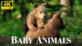 Baby Animals 4K - Relaxing Music That Heals Stress, Anxiety, Depressive Conditions, Gentle Music