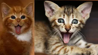 Funny cats vidéos tiktok of march (2021 compilation)