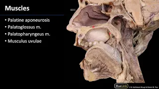 Pterygopalatine Fossa and Palate - Muscles