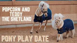 POPCORN MEETS TEDDY THE SHETLAND! * PONY PLAY DATE *