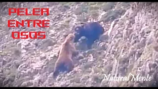 OSA Defiende Oseznos de ATAQUE de OSO (Female Bear Defends Cubs from Male Bear)