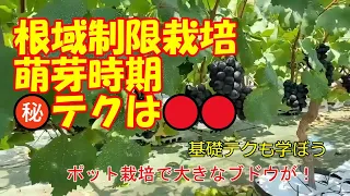 ブドウ【根域制限栽培】の芽カキ時期による差異と適切な作業方法について。