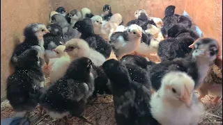 Как сохранить цыплят с первых дней жизни.