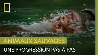 Comment les hippopotames apprennent-ils à socialiser ?