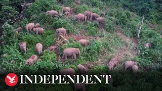 China’s wild elephants roam outside nature reserve in Yunnan province