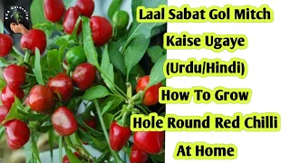 Sabat Laal Gol Mirch Ghar pe Ugaye (Urdu/Hindi)| How To Grow Hole Round Red Chilli/Pepper At Home.