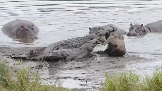 Krokodyle walczą z hipopotamem