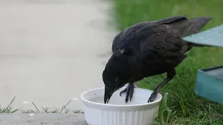 Parent crow break down a piece of bread to feed his baby crow