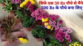 December ये बेहद खास Cuttings फूलों से भर जाएंगी || Cuttings To Grow In Winter