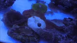 Feeding Corals